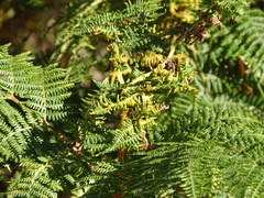 Eriophyes quadrifidus