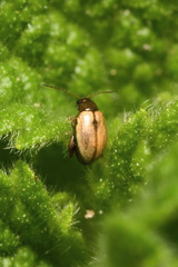 Longitarsus ballotae