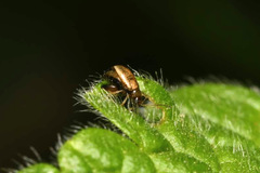 Longitarsus ballotae