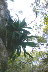 Agave mitis