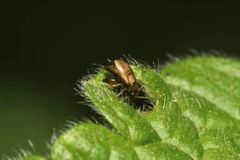 Longitarsus ballotae