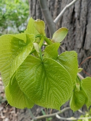 Tilia americana