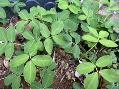 Arachis repens
