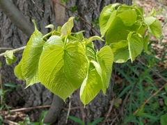 Tilia americana