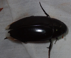 Hydrophilus aculeatus