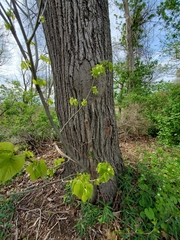 Tilia americana