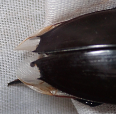 Hydrophilus aculeatus