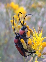 Crossidius coralinus