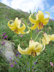 Lilium kesselringianum