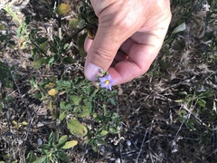 Solanum xanti