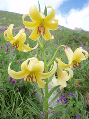 Lilium kesselringianum