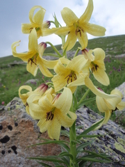 Lilium kesselringianum
