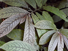 Elatostema rugosum