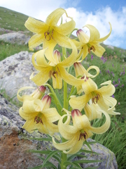 Lilium kesselringianum