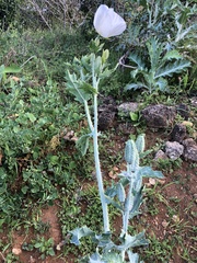 Argemone glauca