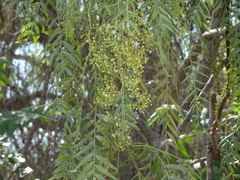 Schinus molle