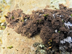 Leptogium laceroides