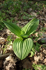 Veratrum nigrum