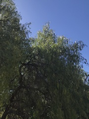 Schinus molle