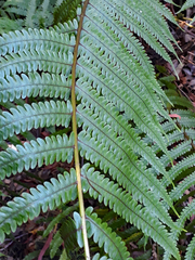Pakau pennigera
