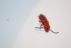 Cucujus clavipes