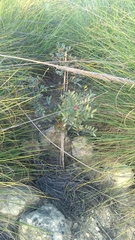 Pistacia lentiscus