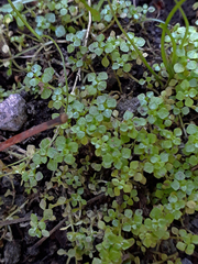 Callitriche muelleri