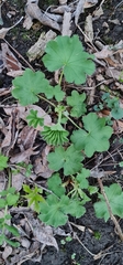 Alchemilla sarmatica