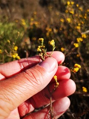 Marasmodes polycephala