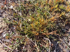 Thesium frisea