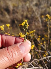 Marasmodes polycephala