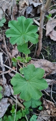 Alchemilla sarmatica