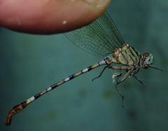 Lestinogomphus silkeae