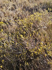 Marasmodes polycephala