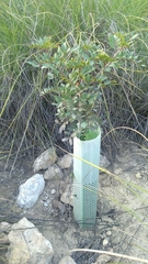 Pistacia lentiscus