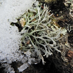 Heterodermia leucomelos