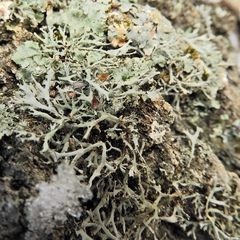 Heterodermia leucomelos