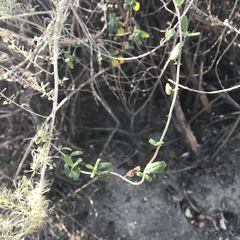 Lonicera subspicata