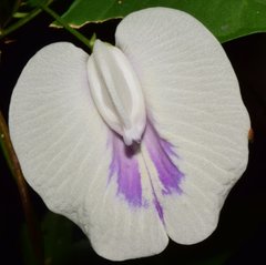 Centrosema sagittatum