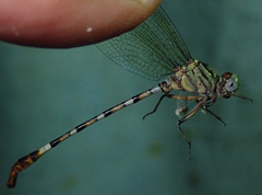 Lestinogomphus silkeae