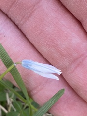 Puschkinia scilloides