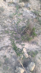 Olea europaea