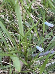 Puschkinia scilloides