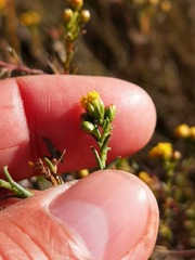Marasmodes polycephala