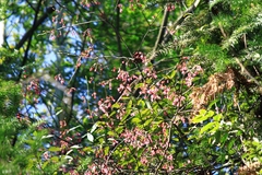 Prunus campanulata