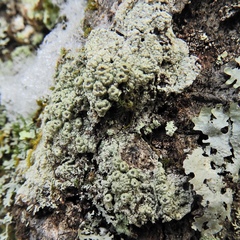 Pertusaria rubefacta
