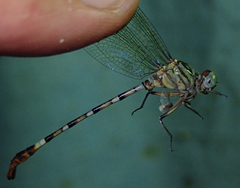 Lestinogomphus silkeae