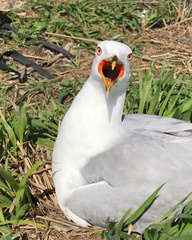 Larus delawarensis