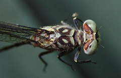 Lestinogomphus silkeae