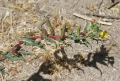 Camissoniopsis lewisii